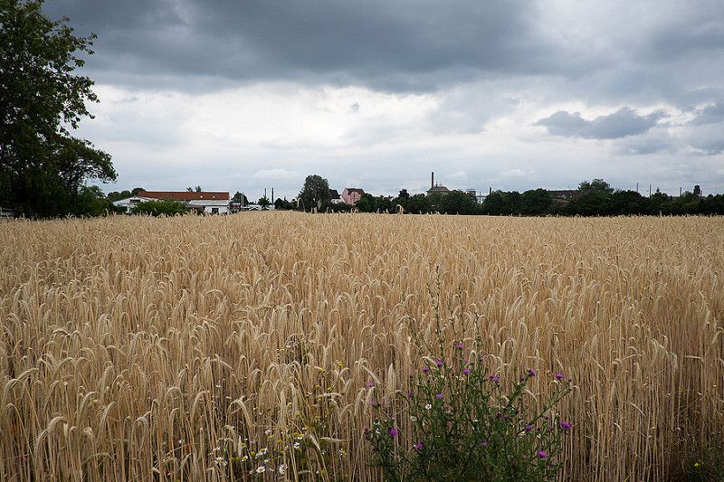 Day 3 - Speyer to Mainz