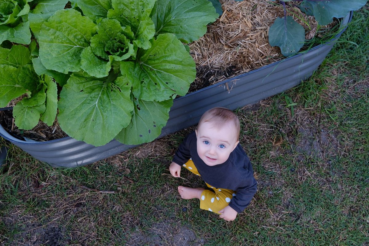 Autumn Veggie Garden