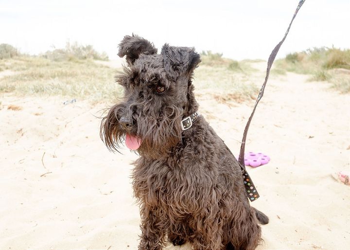 Morning at the dog beach