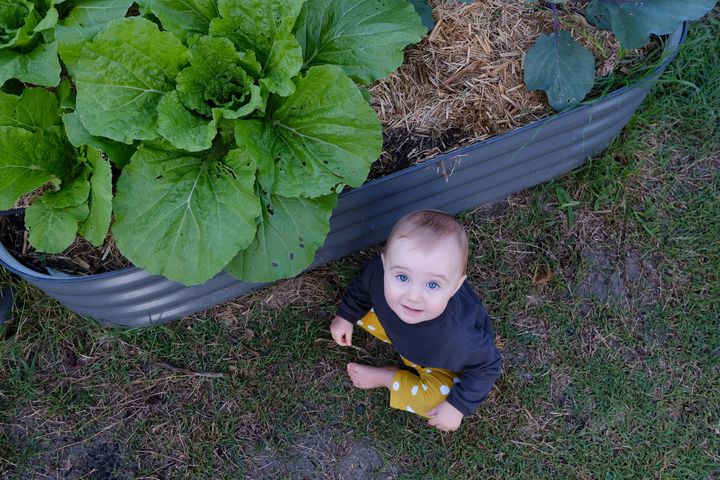 Autumn Veggie Garden